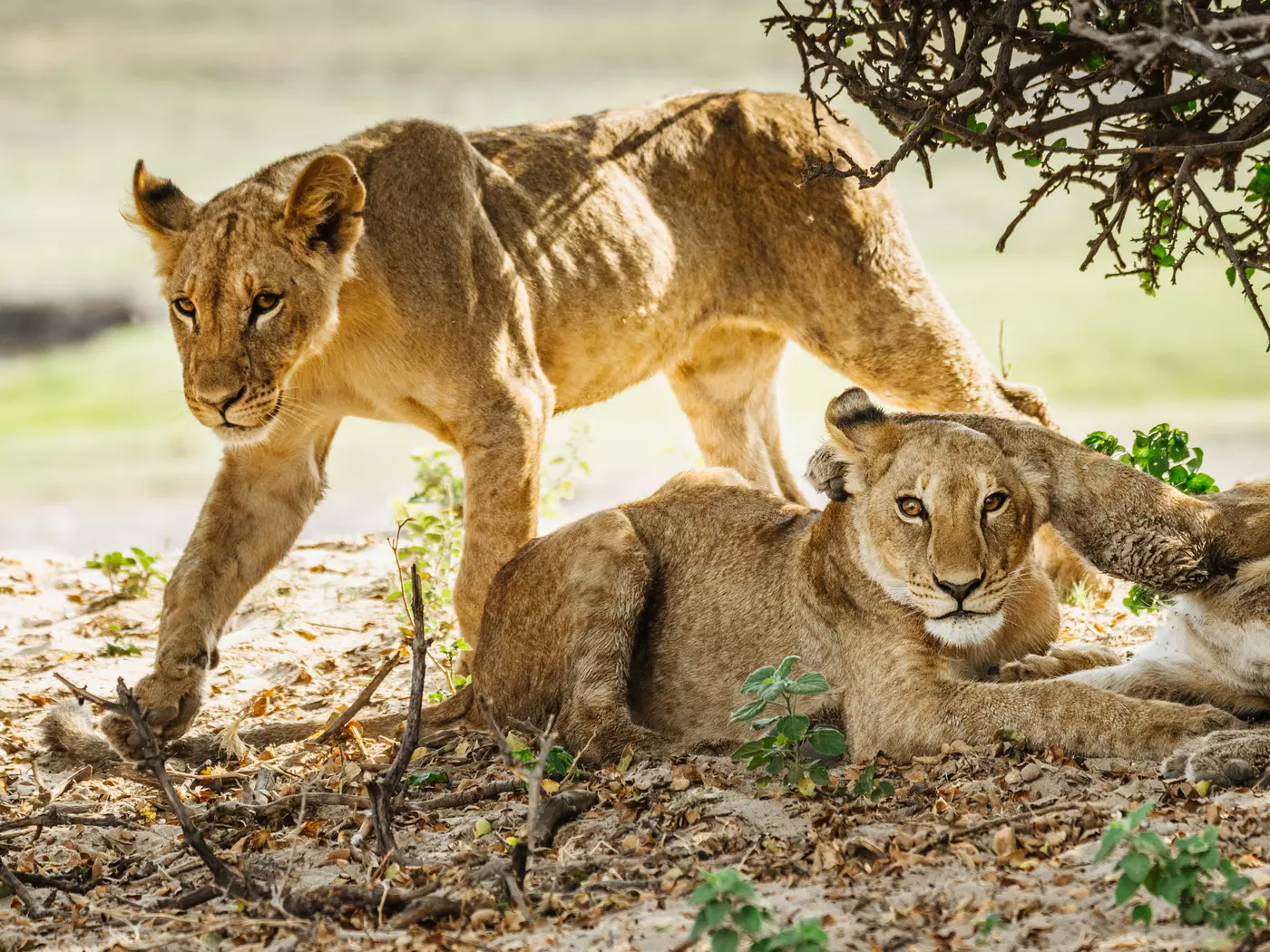 Chobe National Park