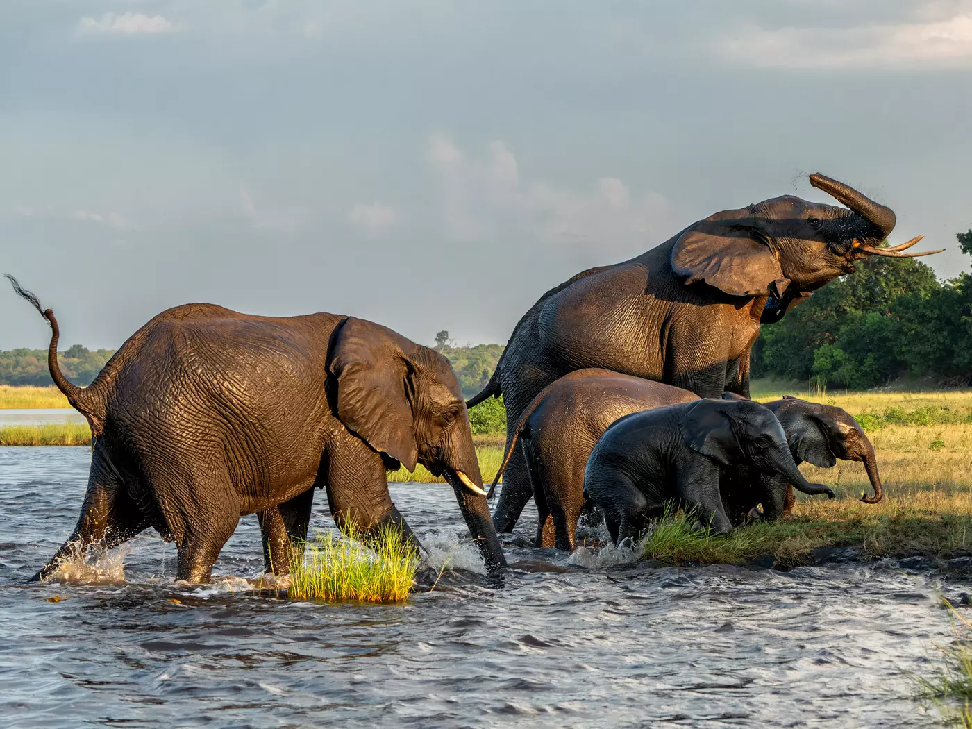 Chobe River