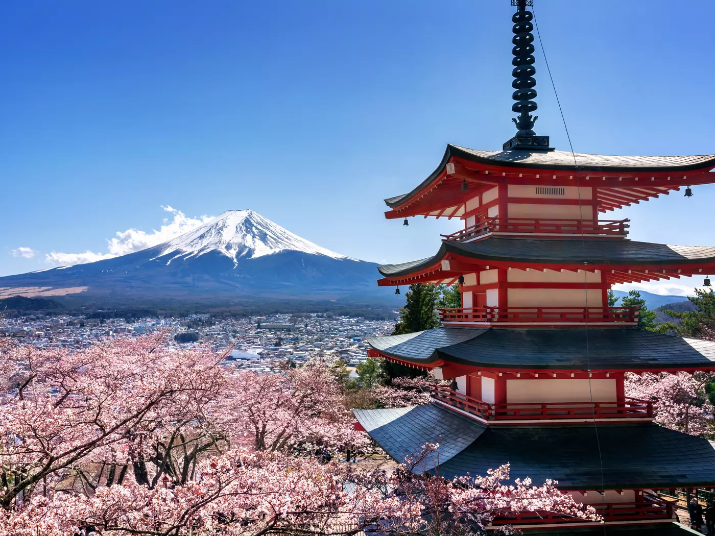 Cherry blossoms in spring, Chureito pagoda and Fuji mountain in Japan.