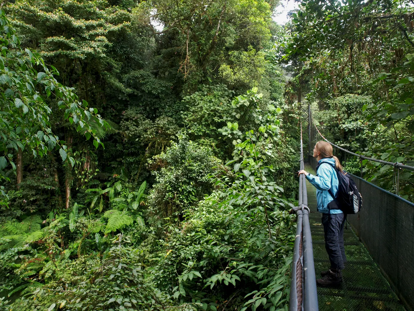 Cloud Forests of Monteverde