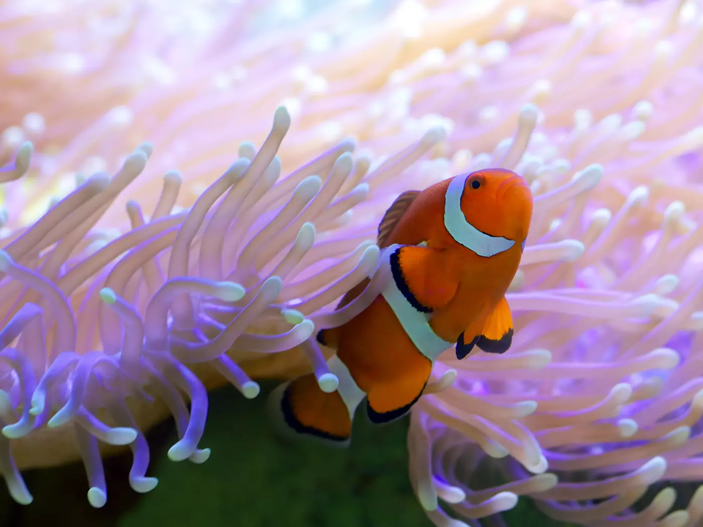 Clown fish on the Great Barrier Reef