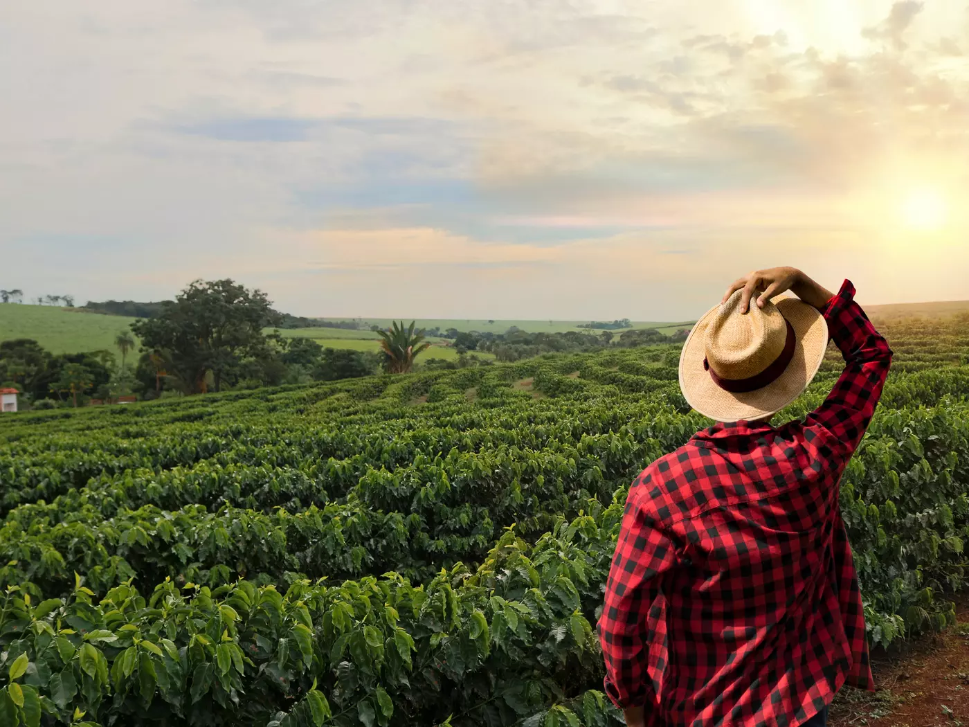 Coffee Farm