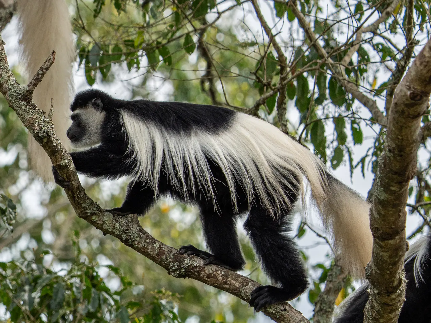 Tarangire National Park