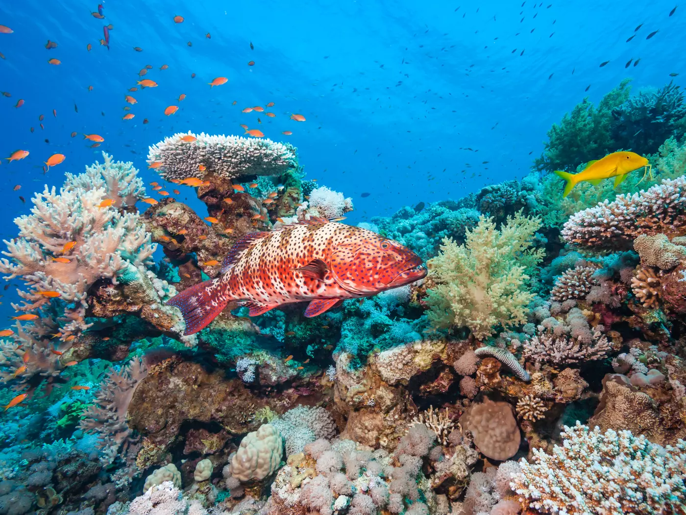 The Coral Grouper is one of the many inhabitants of Australia's Great Barrier Reef