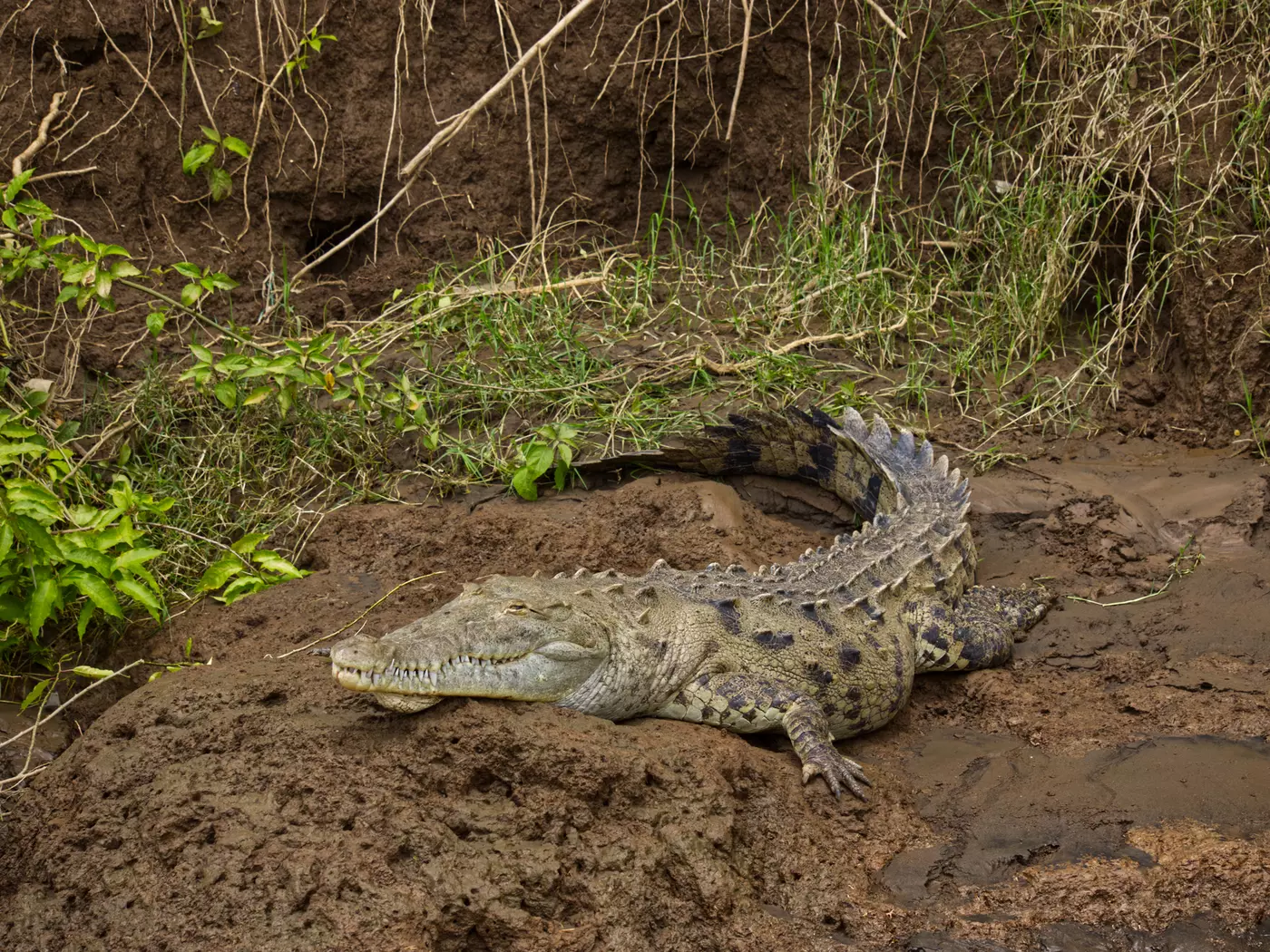 Crocodile, Tarcoles River