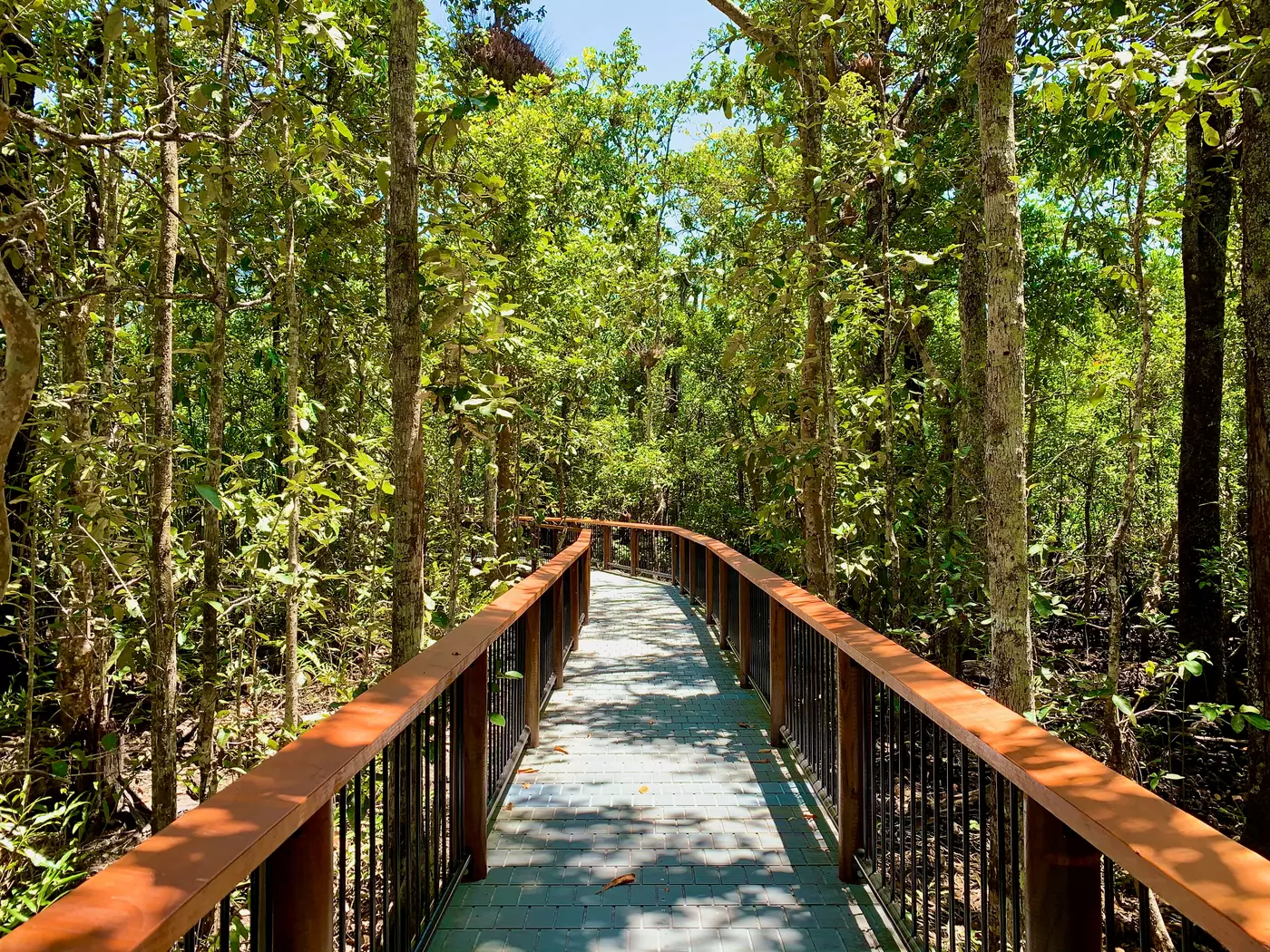 Daintree Rainforest, Cape Tribulation