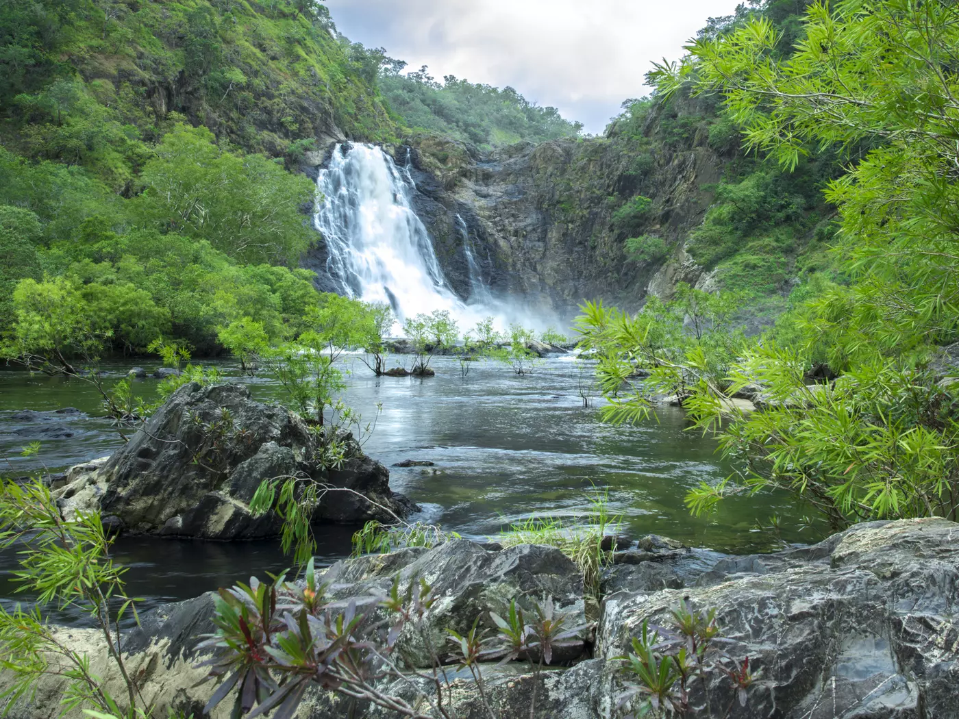 Daintree Rainforest