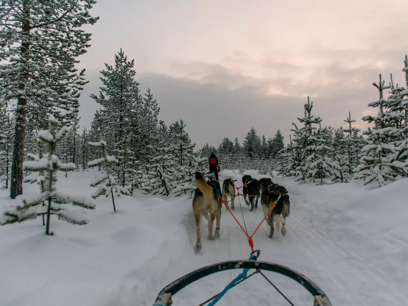 Dog Sledding, Lapland Finland