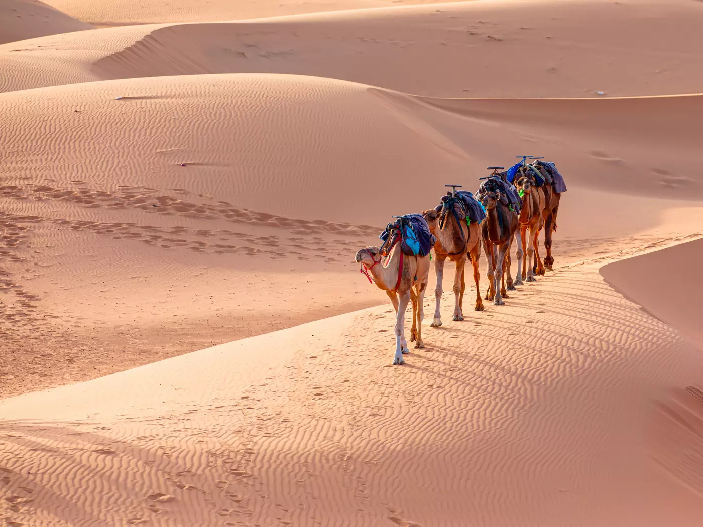 Dubai Desert Safari