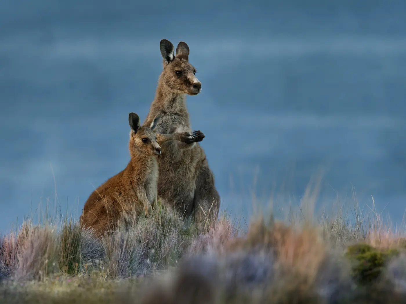 Eastern Grey Kangaroo