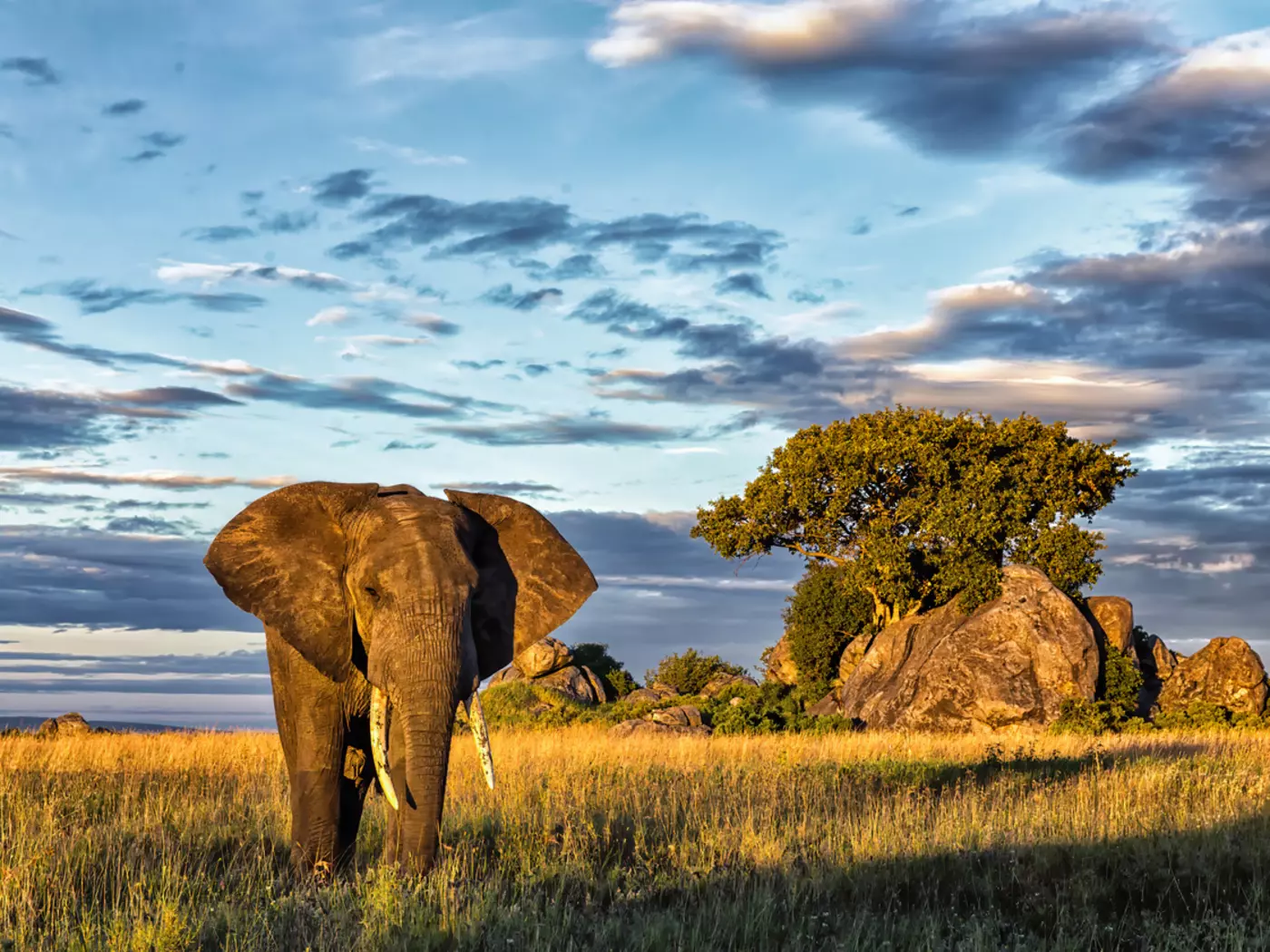 Elephant, Serengeti Elephant, Serengeti