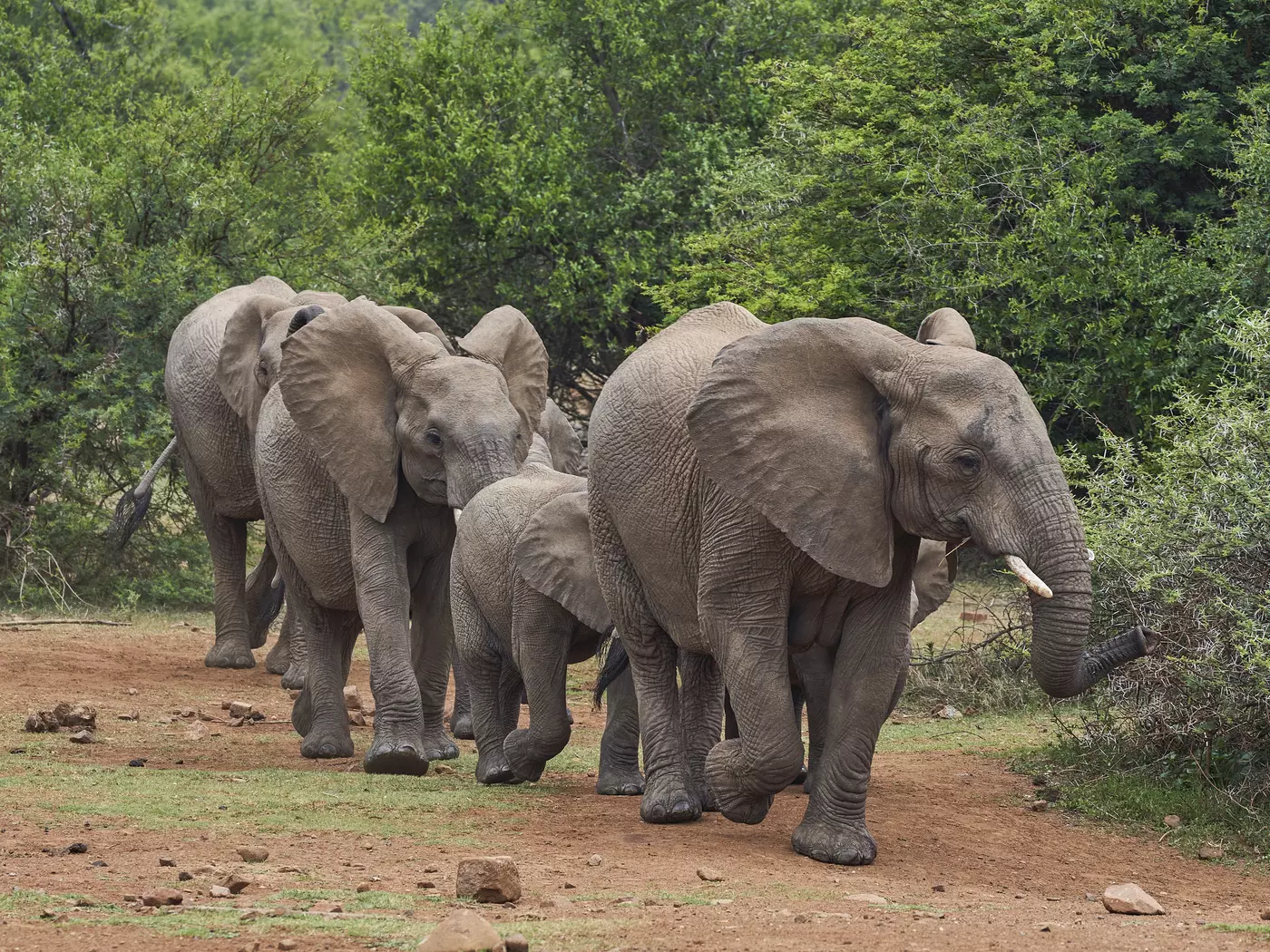 Pilanesberg National Park
