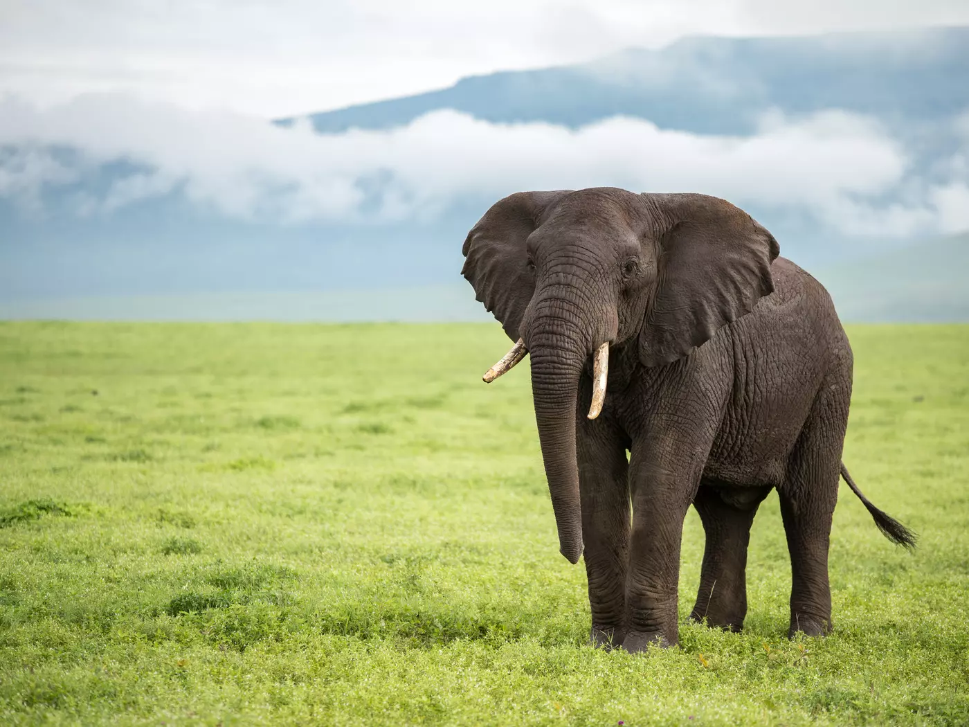 Elephant roaming the Ngorongoro