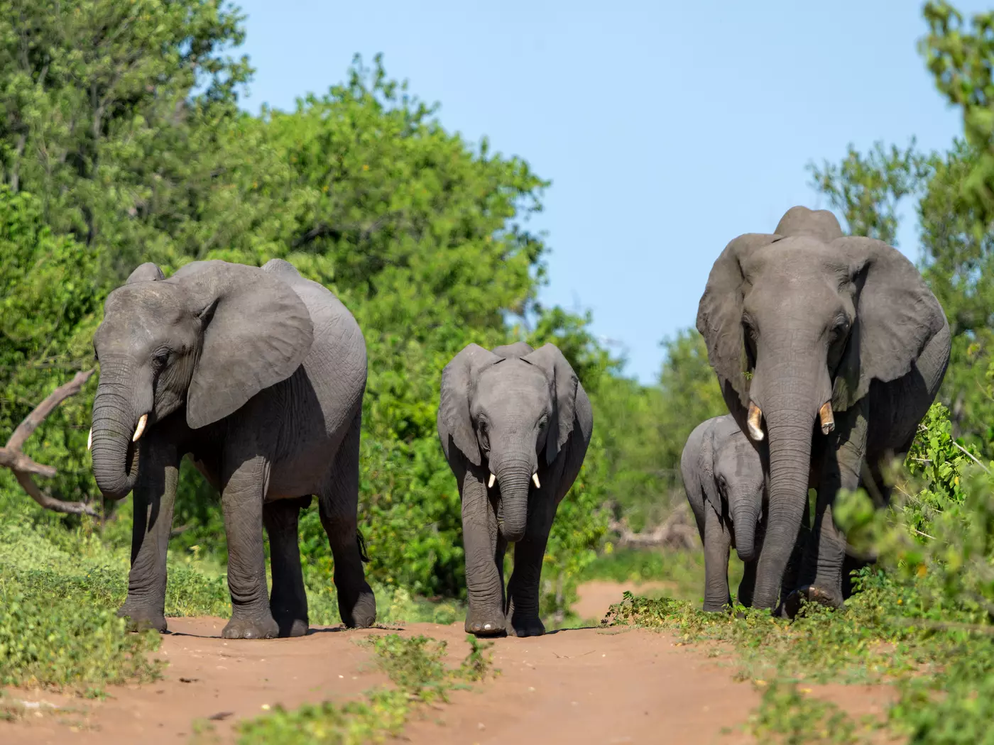 Chobe National Park