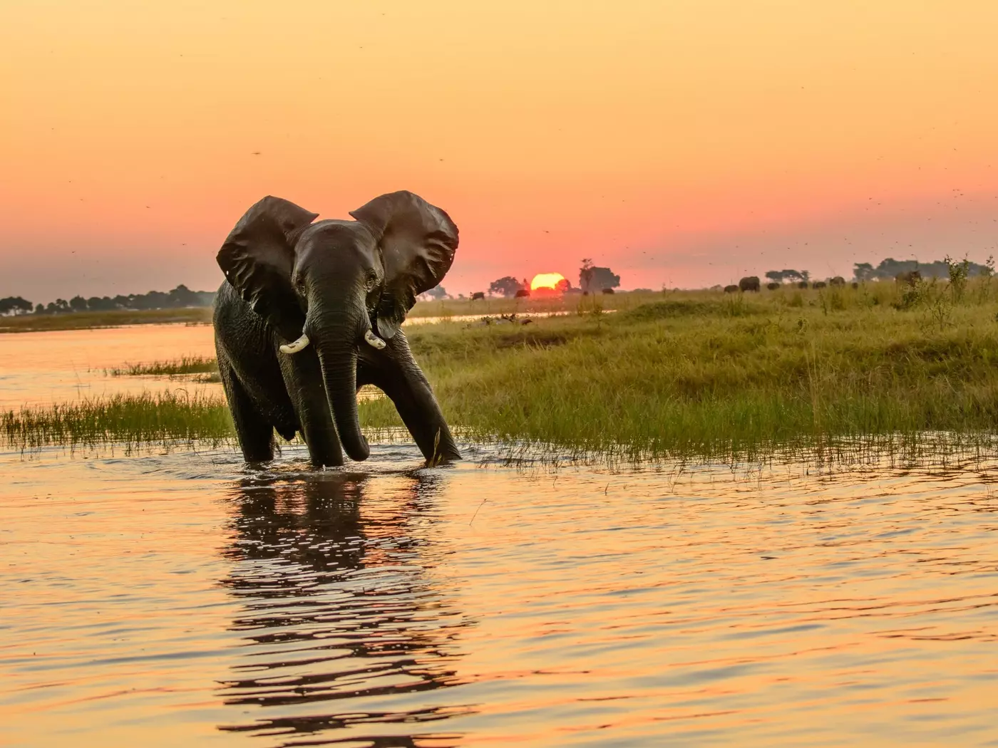 Elephant in the Chobe River
