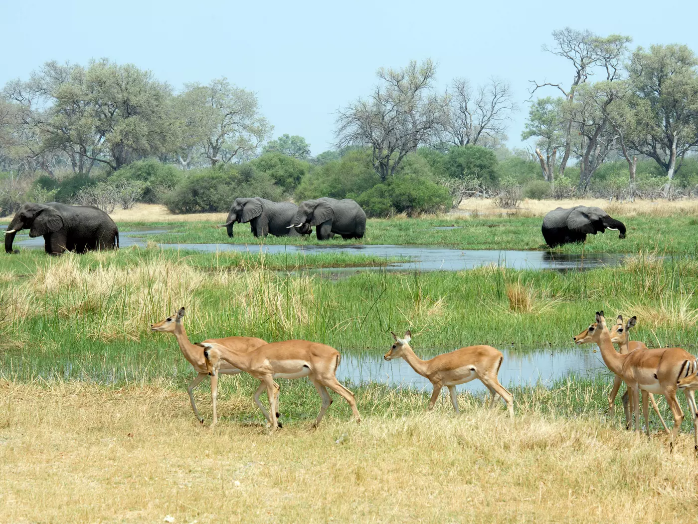 Elephants and impala, Okavango Delta