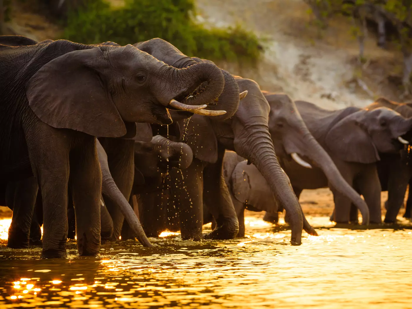 Chobe National Park Chobe National Park