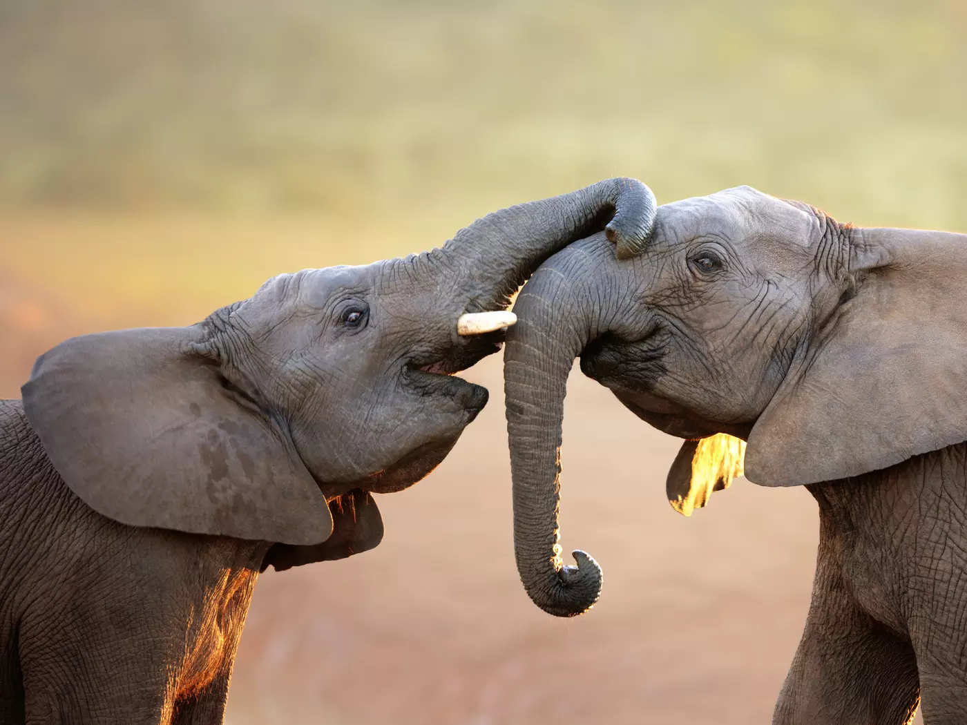Enjoy a safari in Pilanesberg National Park
