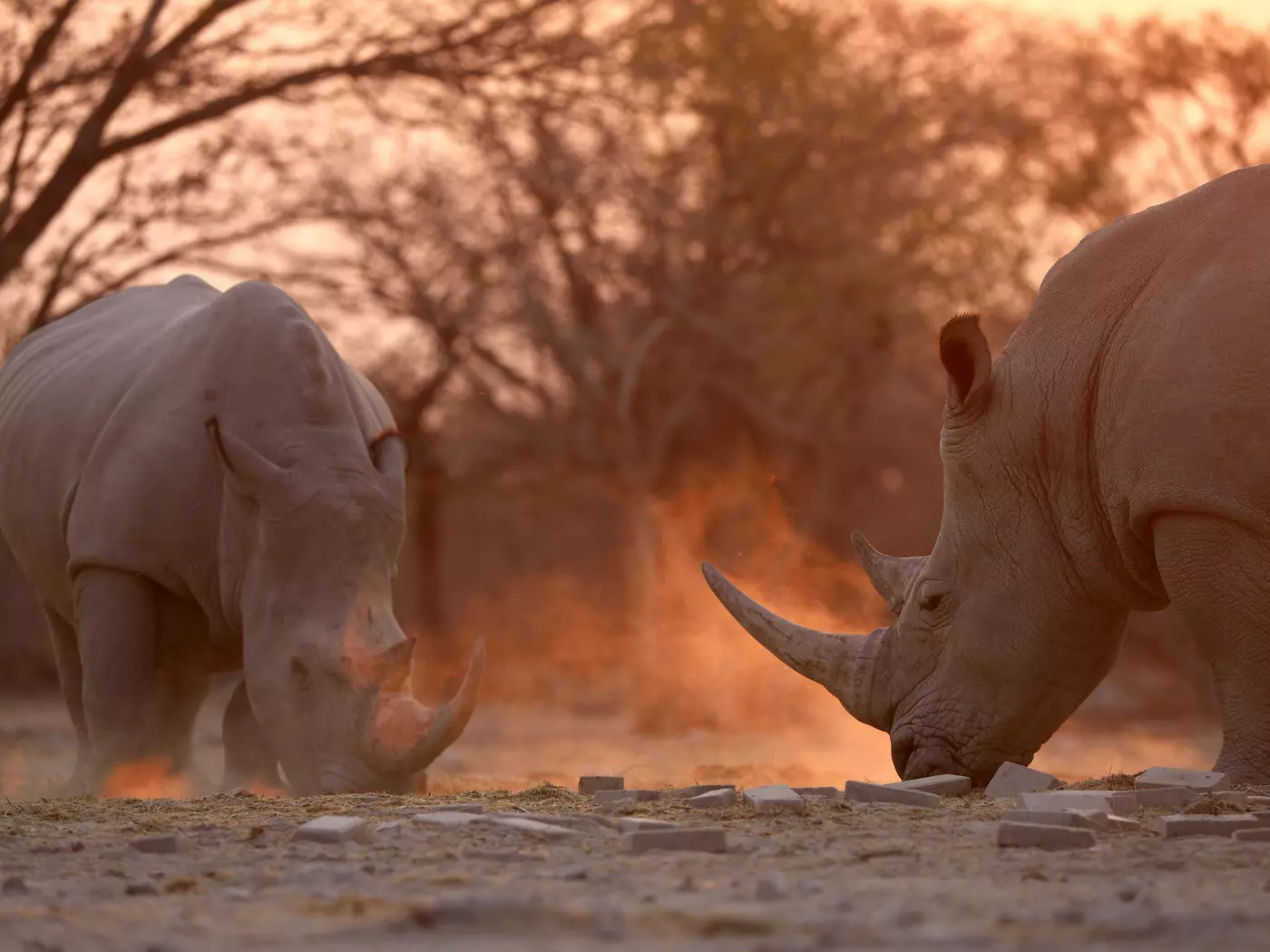 Etosha National Park