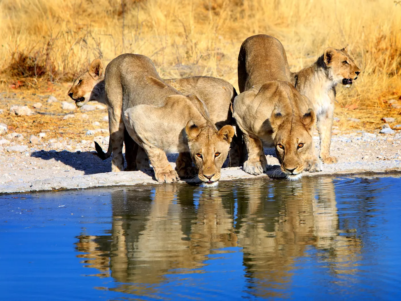 Etosha National Park
