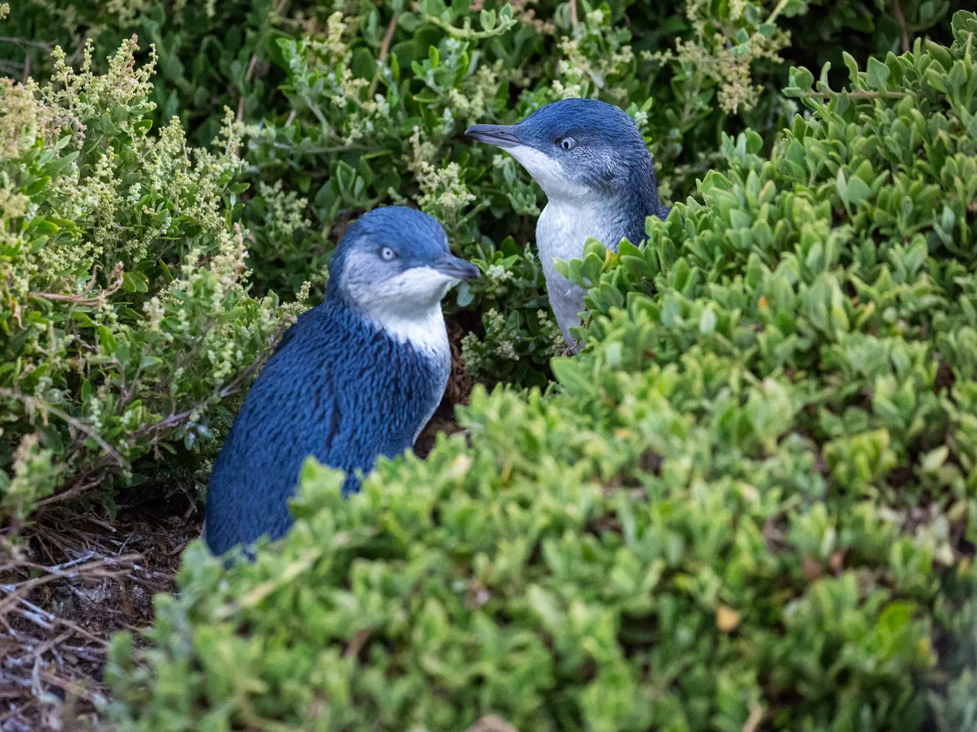 Fairy Penguins, Phillip Island