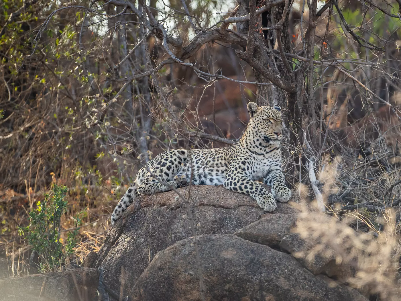 Pilanesberg National Park