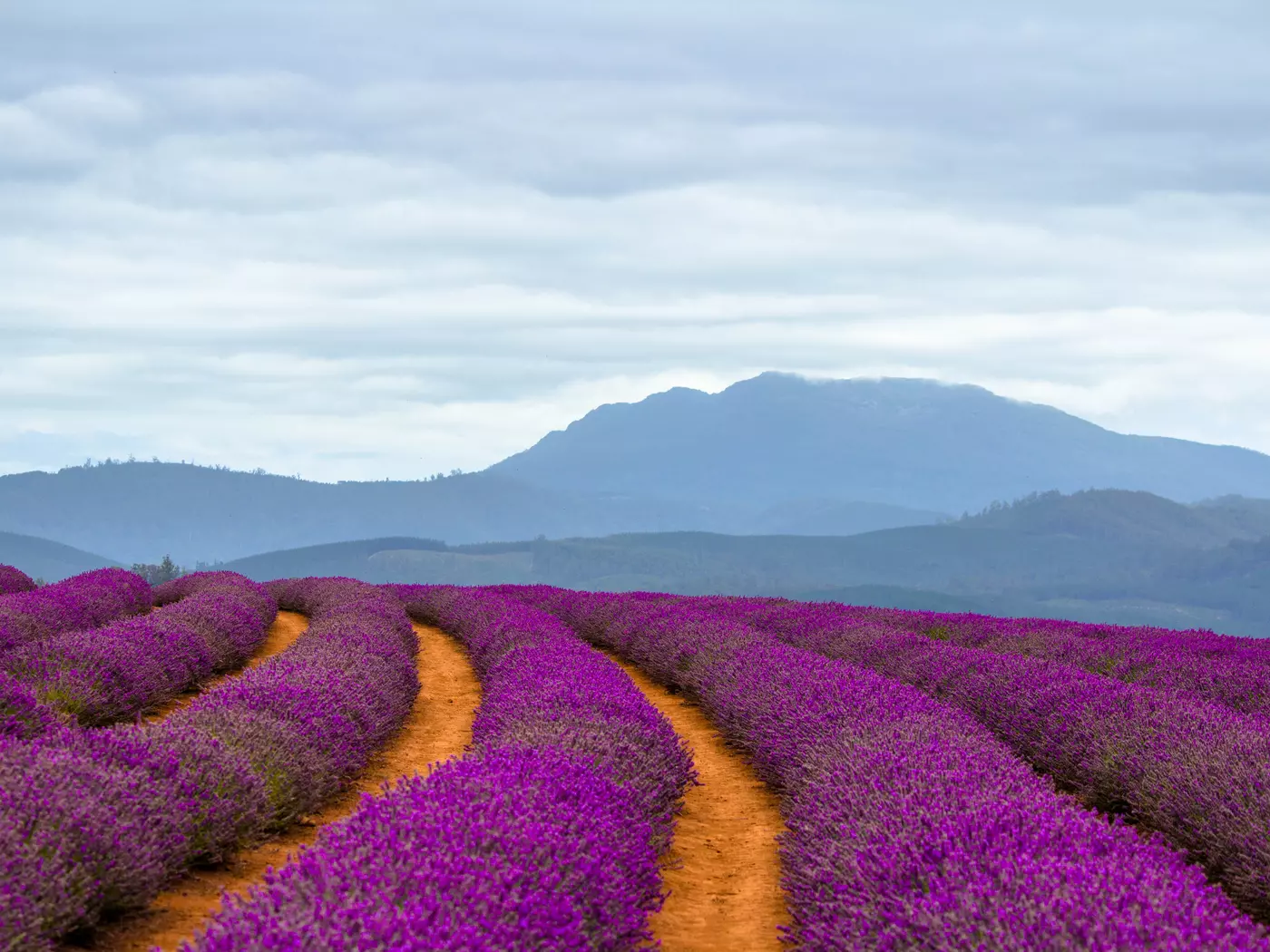 Fields of Lavender, Launceston