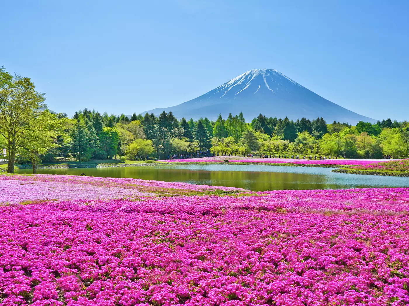 Fuji Shibazakura Festival 