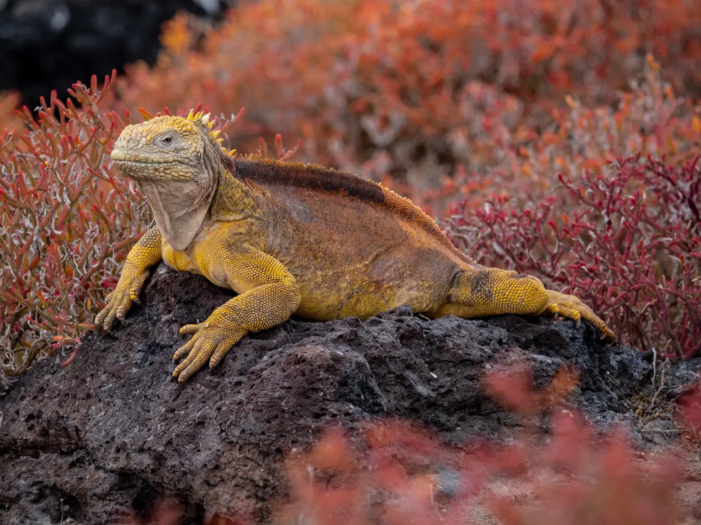 Galapagos Land Iguana