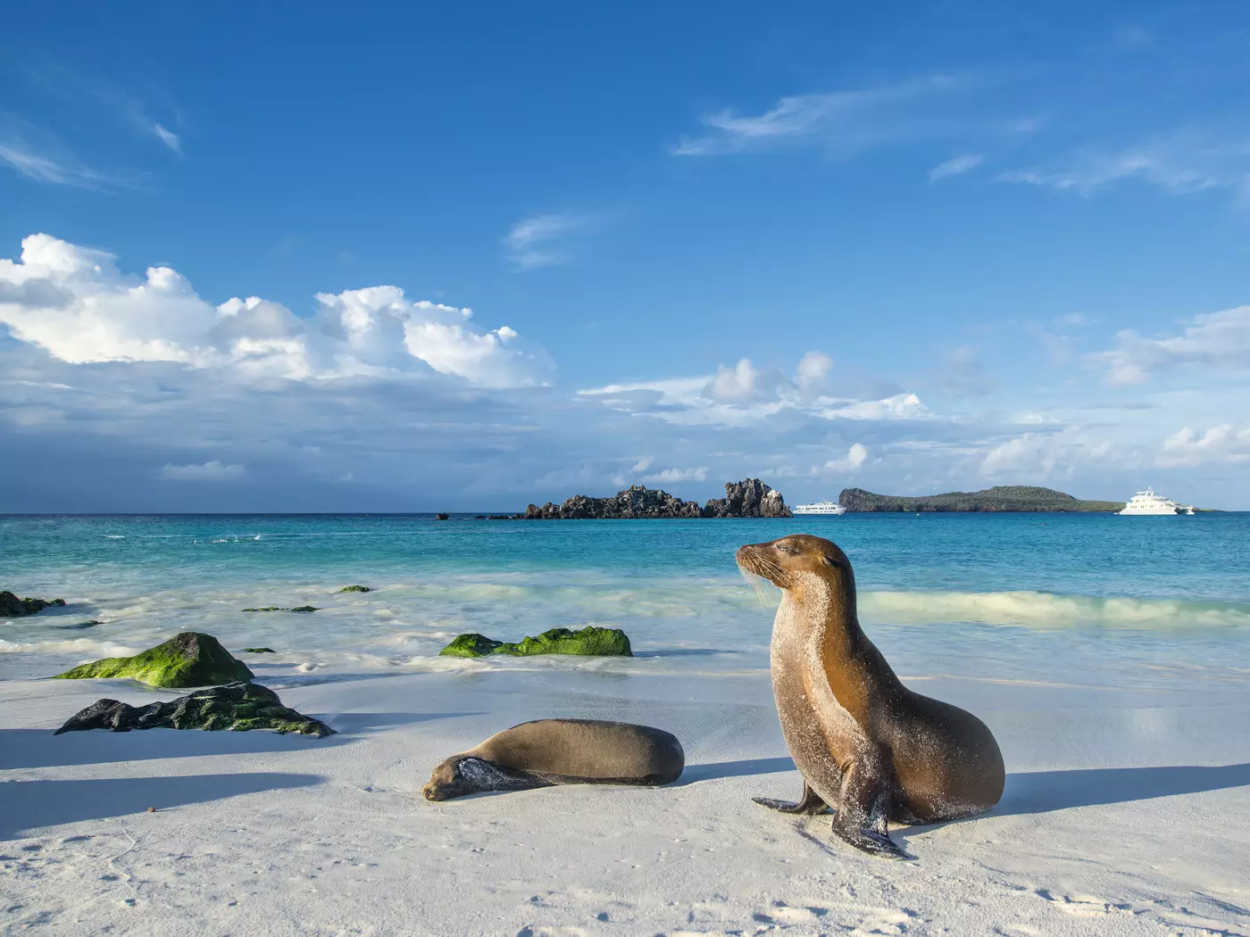 Galapagos sea lion