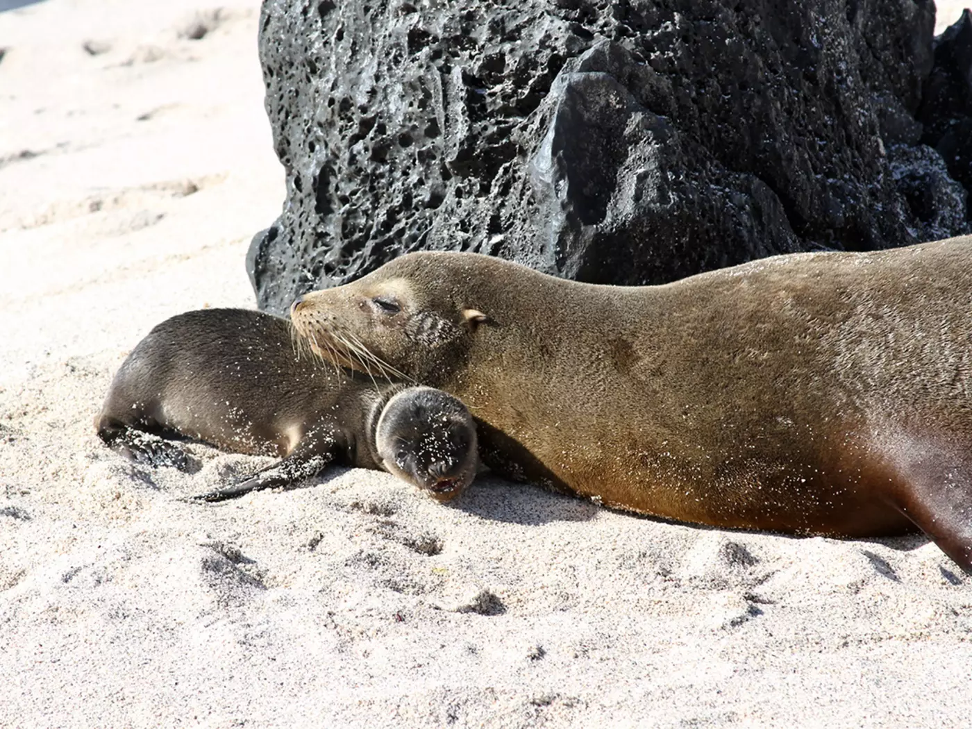 Galapagos sea lion