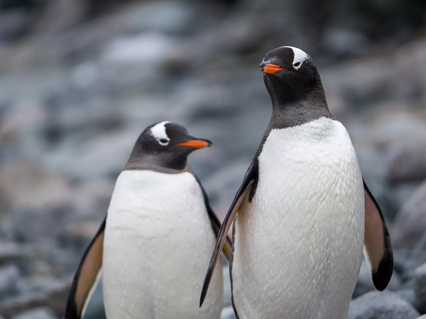 Gentoo Penguins