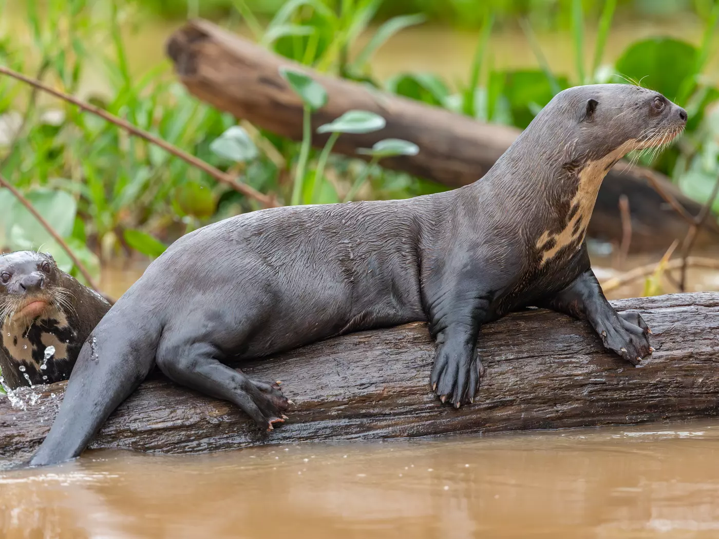 Giant Otter, Pantanal