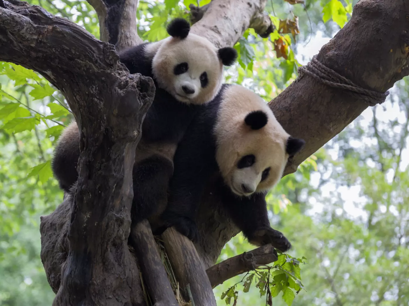 Giant Pandas, Chengdu