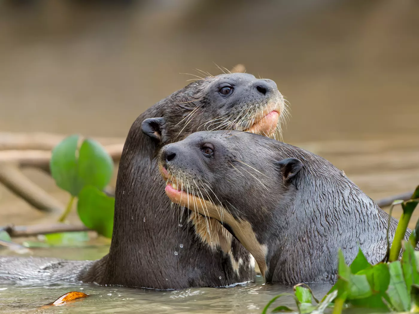 Giant River Otter, Brazil