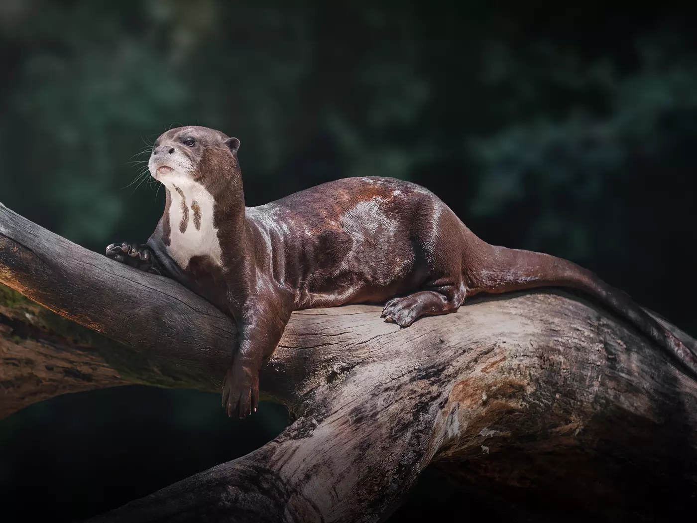 Giant River Otter