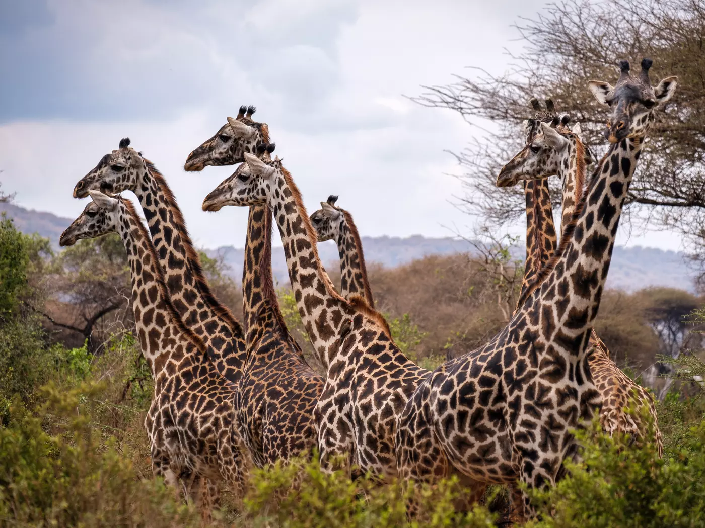 Giraffes at Lake Manyara