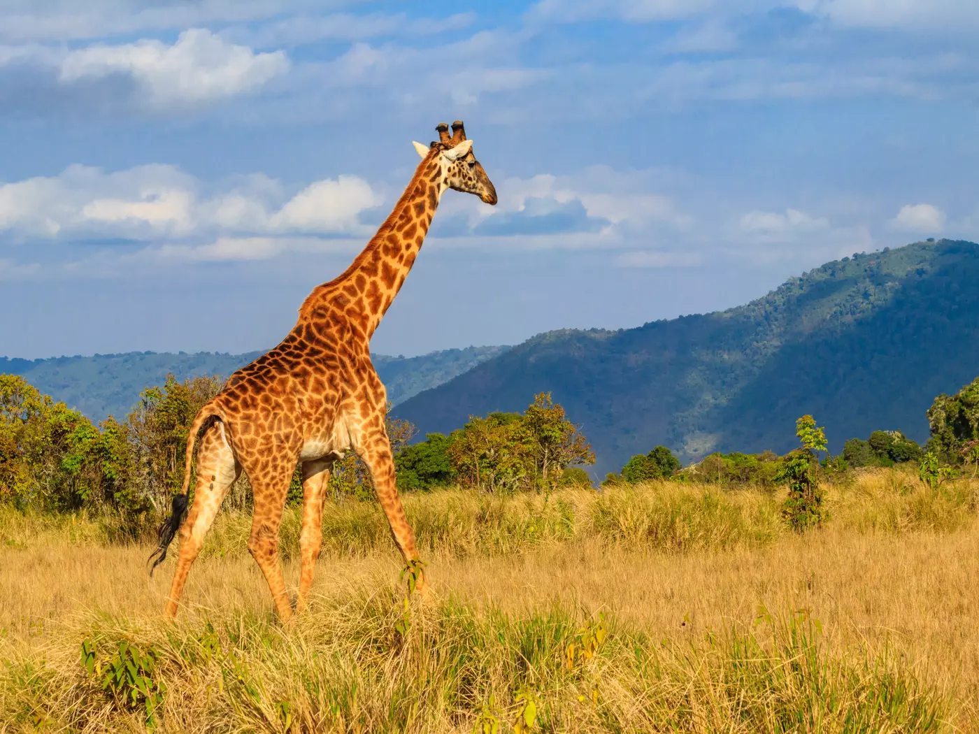 Ngorongoro Conservation Area