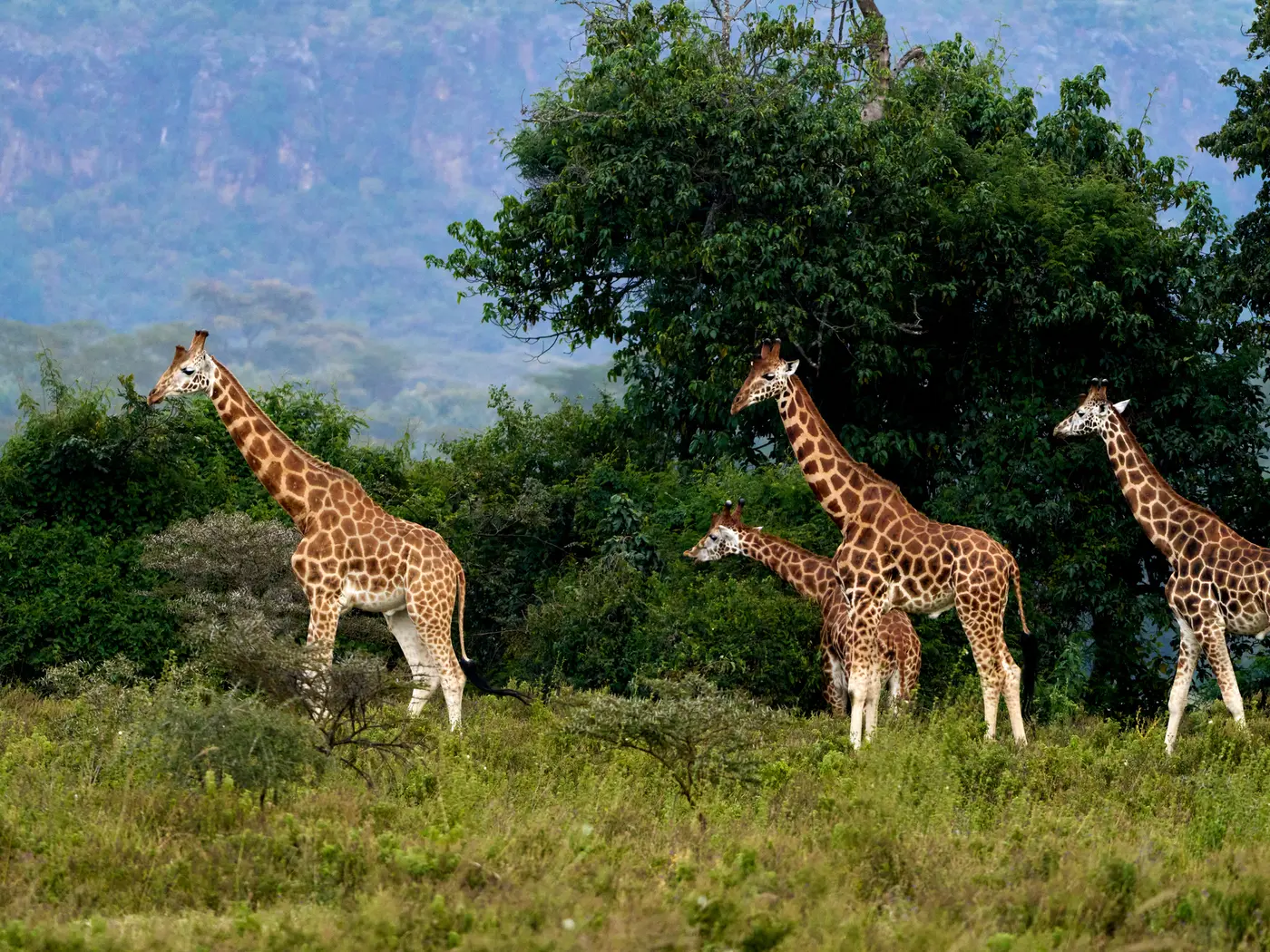 Lake Nakuru National Park