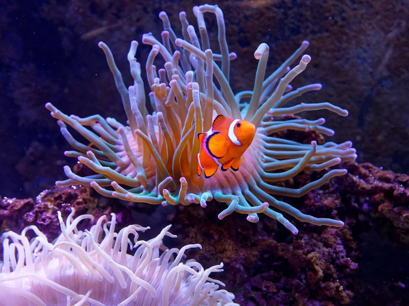 Great Barrier Reef