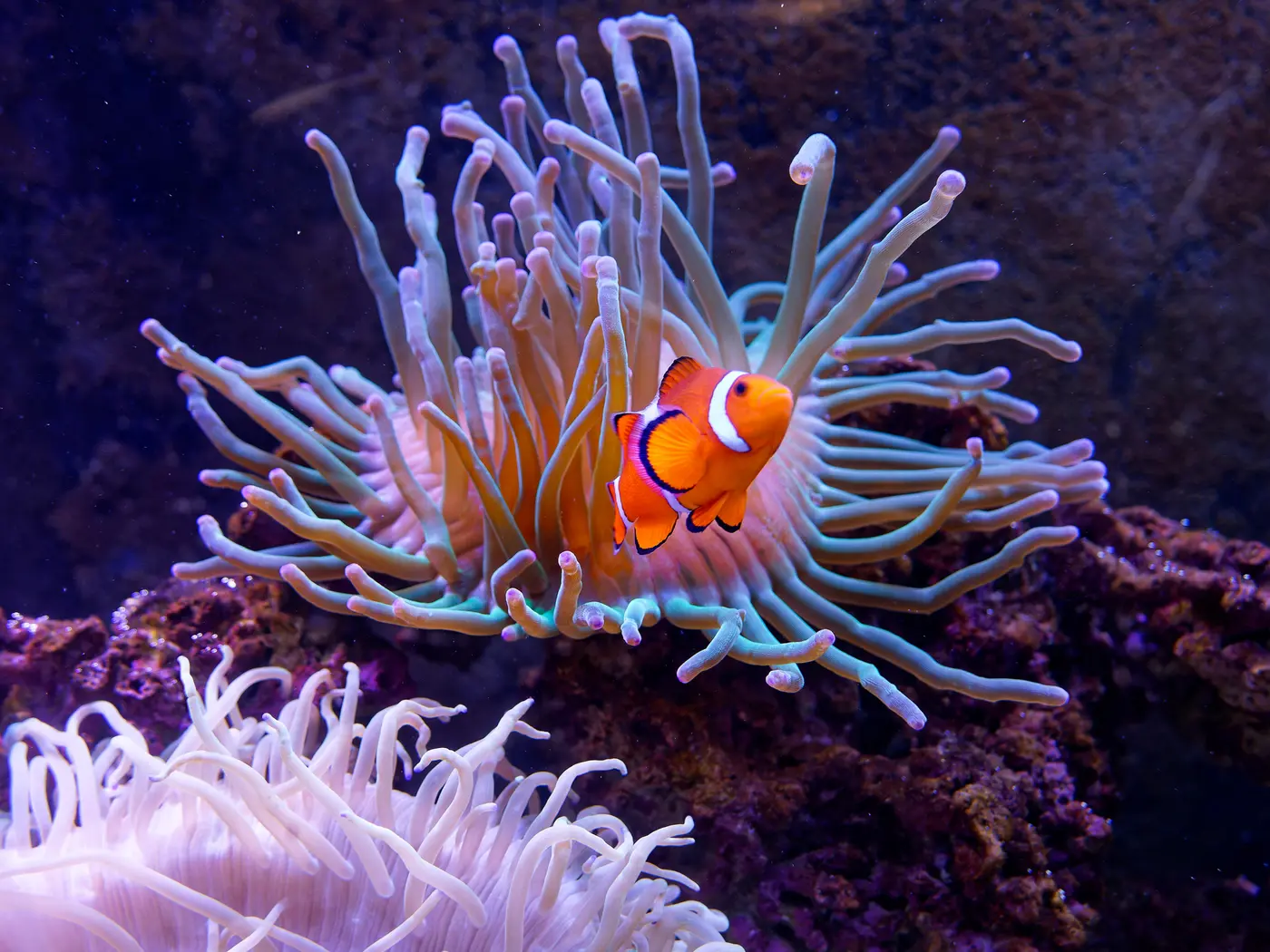 Great Barrier Reef