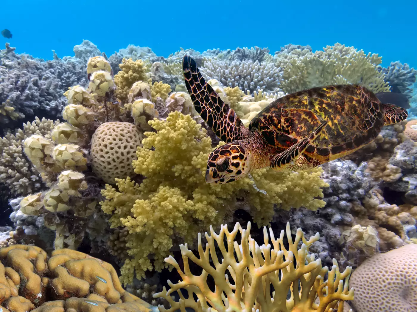 The Great Barrier Reef Green Turtle on the Great Barrier Reef