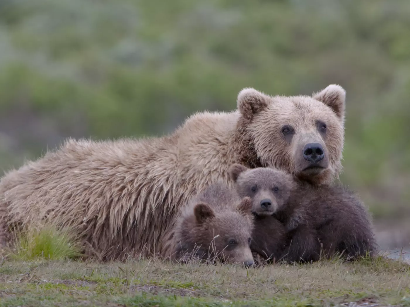 Grizzly Bears, Denali National Park