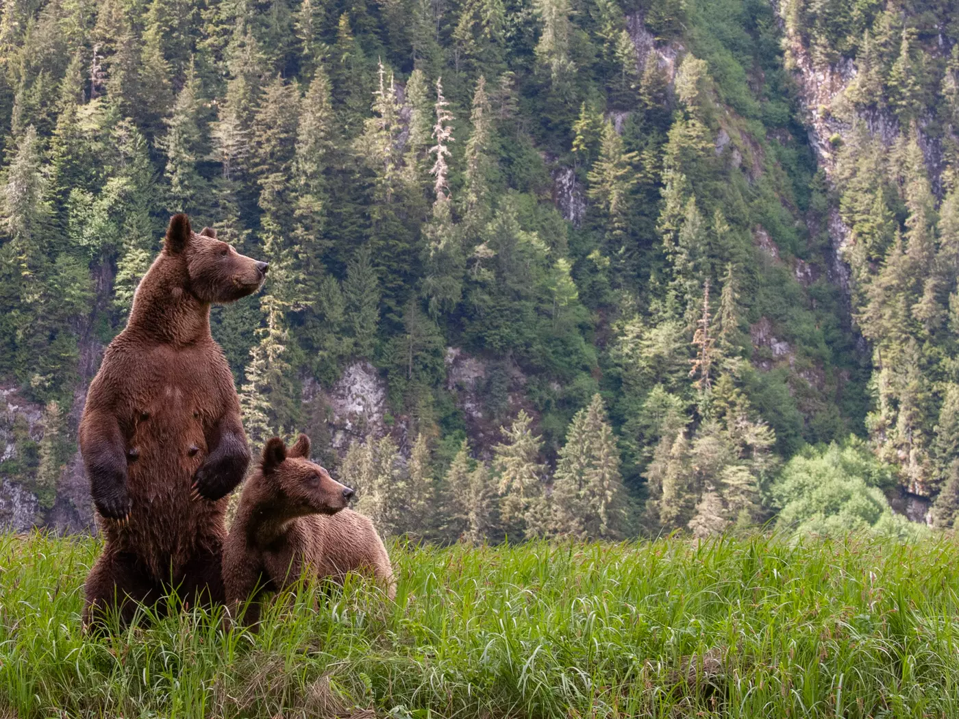 Grizzly Bears in the Great Bear Rainforest