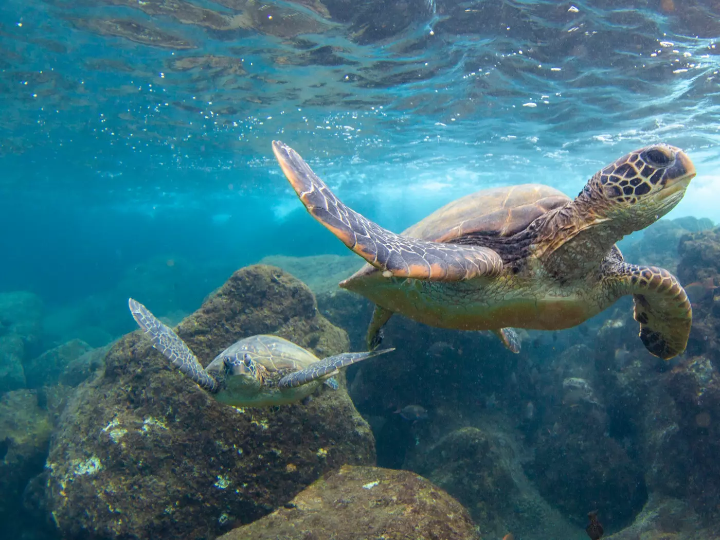 Green Sea Turtle in the warm waters of Maui