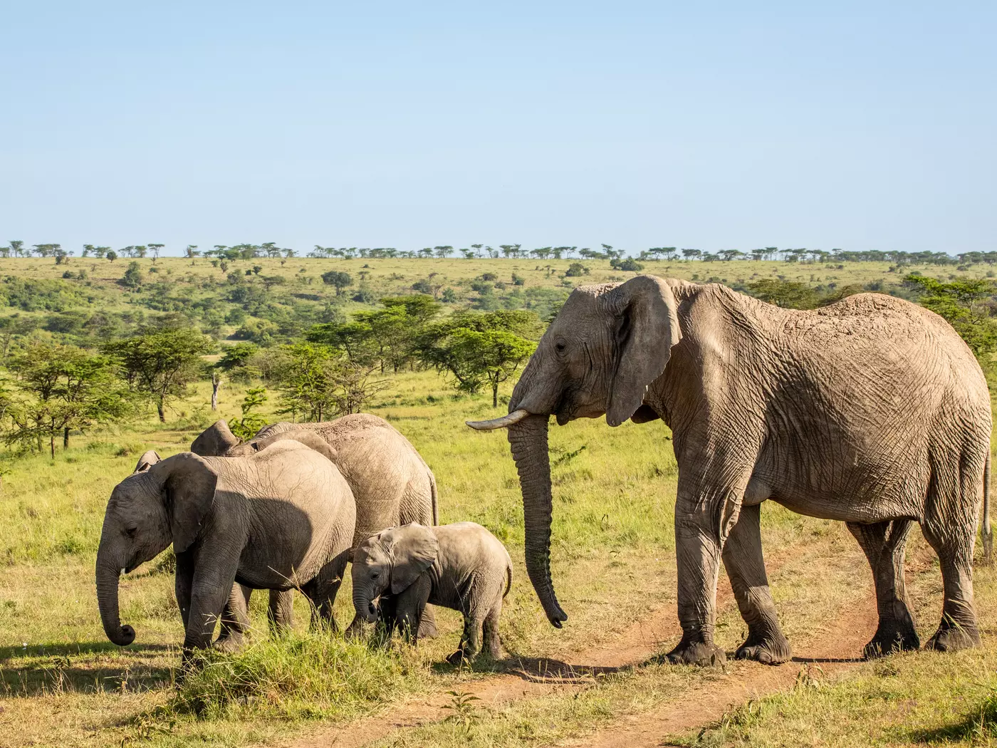 Elephants, Olare Motorogi Conservancy