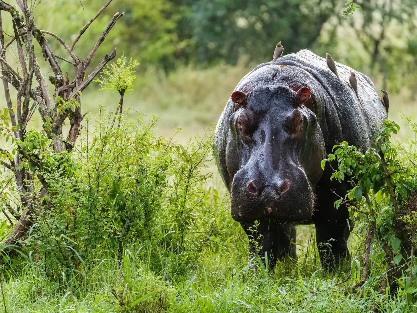 Hippos, Tanzania