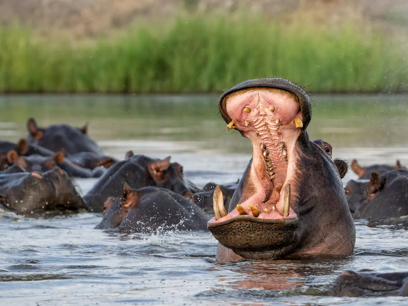 Hippopotami