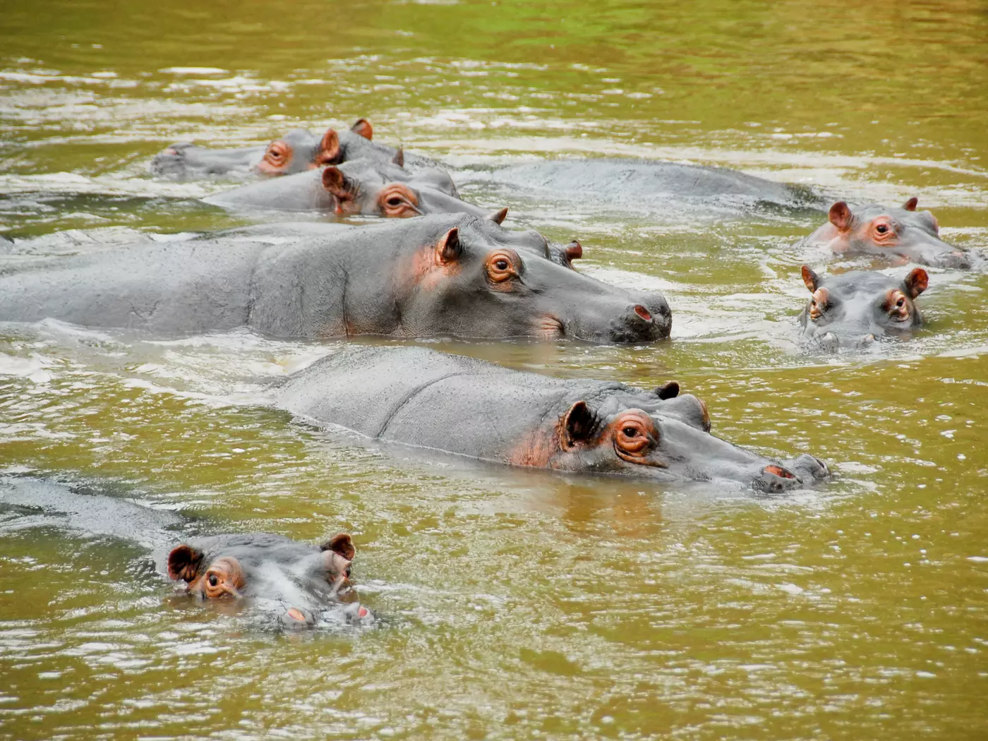Hippos, Ishasha River