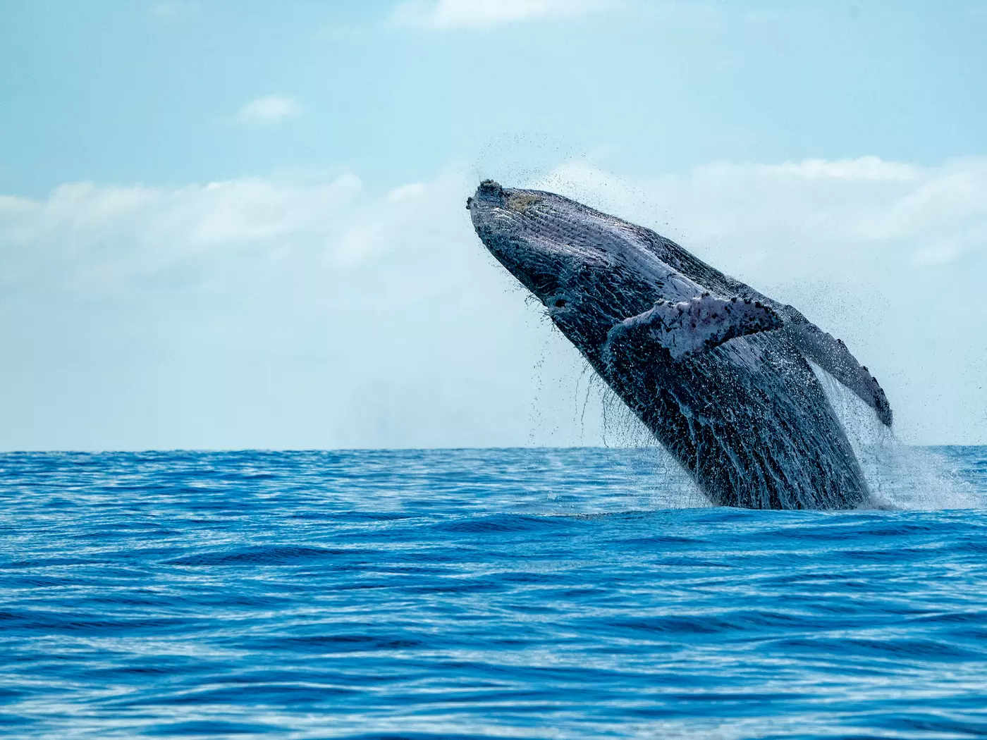 Humpback Whale Breaching